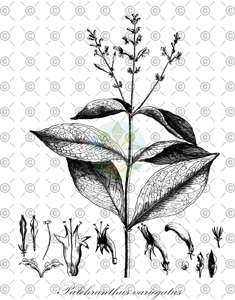 HistAbb_wfo-0000396757_1_ENZY_Simple | Historische Abbildung von Pulchranthus variegatus - Acanthaceae | Historical Illustration of Pulchranthus variegatus - Acanthaceae