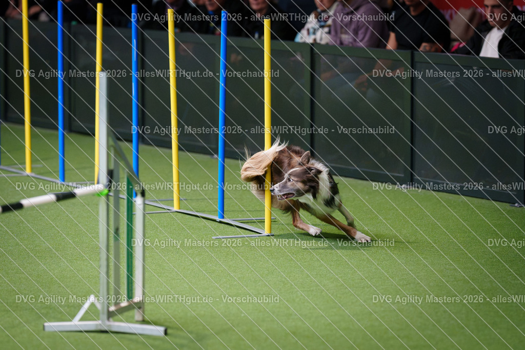allesWIRTHgut_Tierfotografie-DVG_Agility_Masters_2026-09_40-7R502388 | Professionelle Tierfotografie in Mönchengladbach von Daniel Wirth (allesWIRTHgut). Liebevolle & natürliche Bilder von Hunden & Katzen für unvergessliche Erinnerungen.