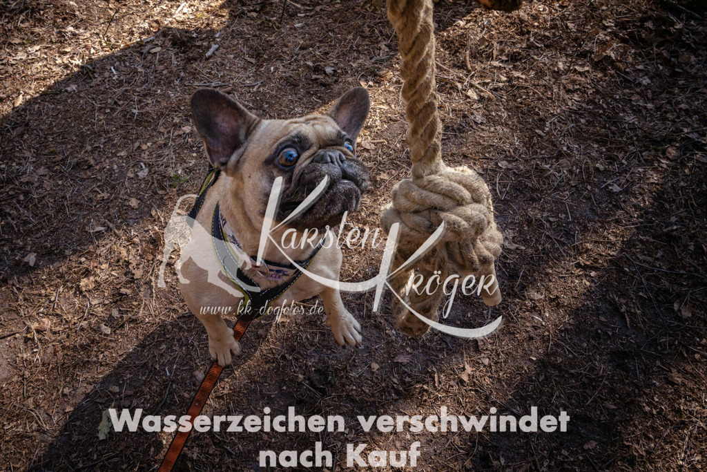 0956_ZZ91314 | kk-dogfotos