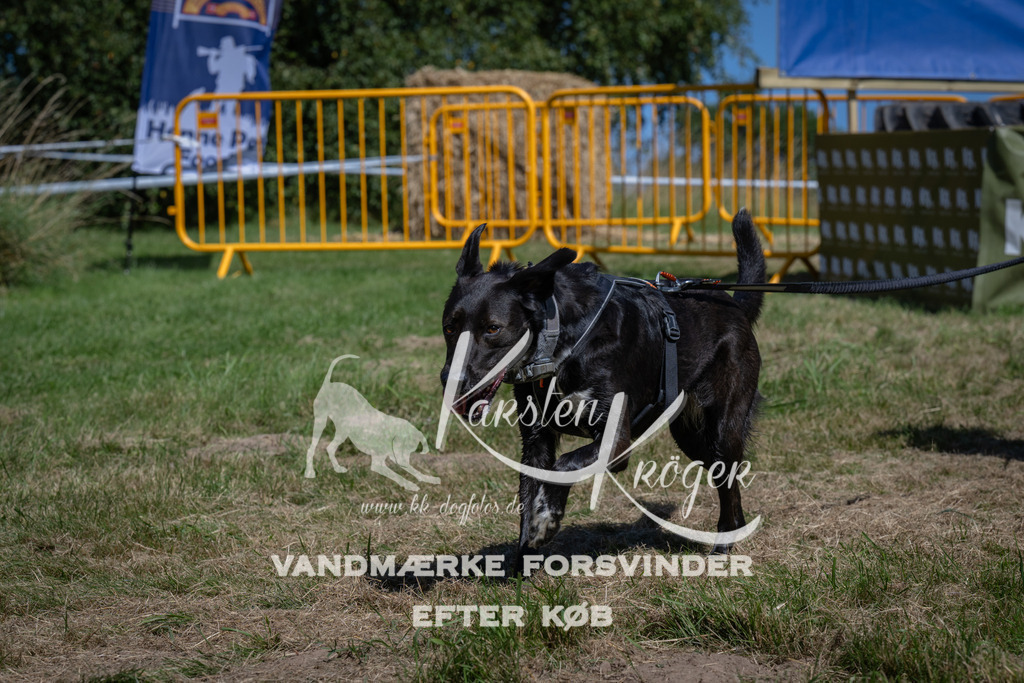 1253_ZZ97191 | kk-dogfotos