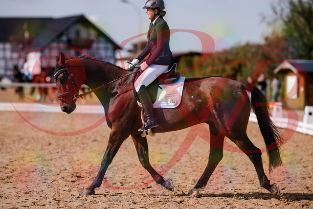2026_10_03_Siefer-Hof_130211_Z81_55277668 | Professionelle Reitsport-, Turnier- und Eventfotografie von Robert Broda. Galerien mit ausgewählten und bearbeiteten Bildern direkt online ansehen und bestellen.