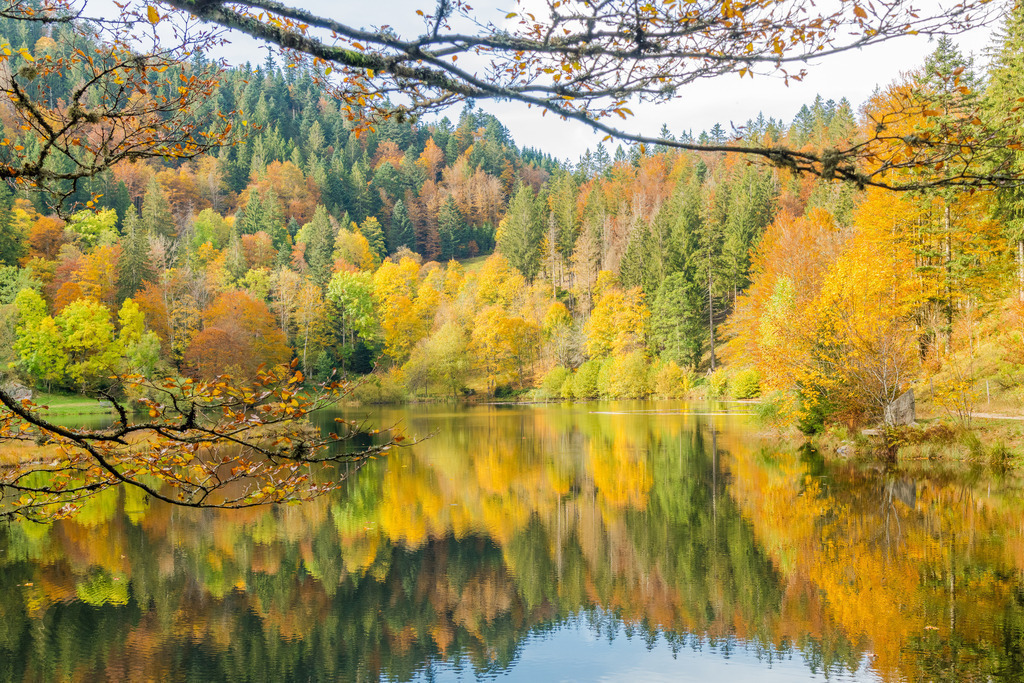 Herbst am Nonnenmattweiher | <div id="allefotografen-seal-verified-green"></div><script src="https://www.allefotografen.de/956728/seal-verified-green/seal.js" async="async"></script> - Realisiert mit Pictrs.com