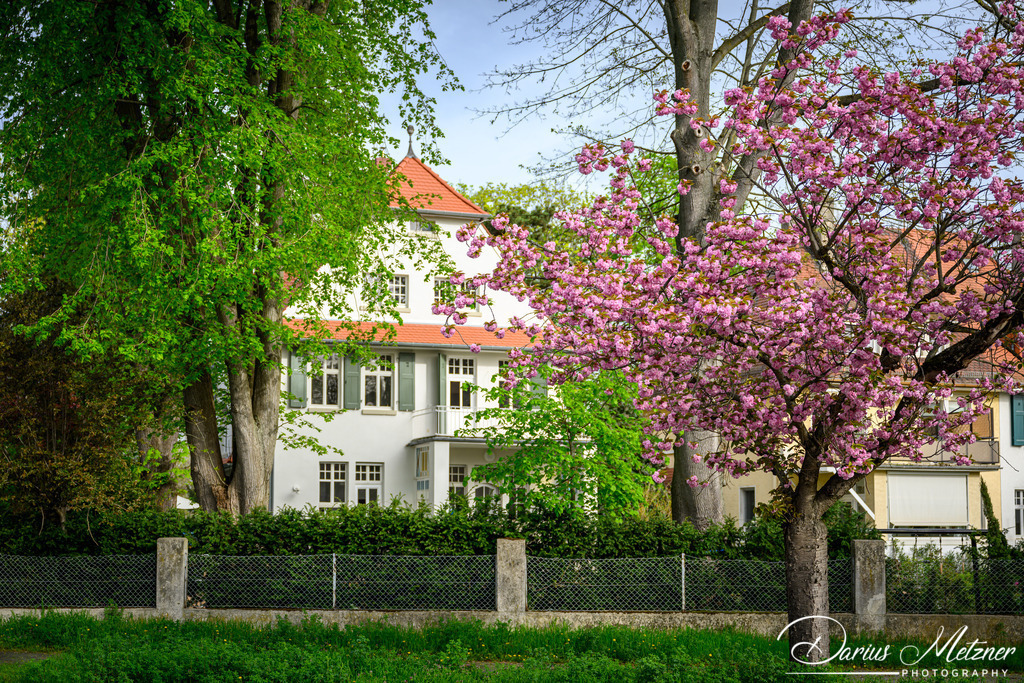 DSC_9439 | Fotografien, Fotos und Bilder aus Mainz, Frankfurt, Wiesbaden und anderen Orten auf der Welt - Fotografiert von Darius Metzner