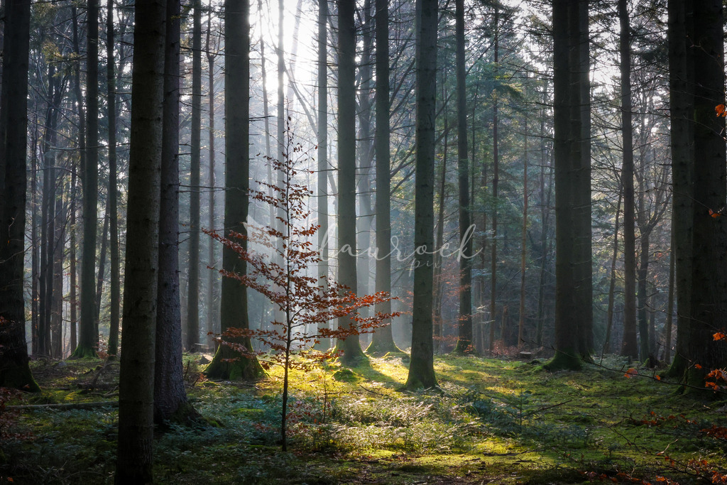 2J4A7176 | Sportbilder, Sportfotograf, Hochzeits- und Eventfotografin, Flugshows, Portraits und Tiershooting, Aviation, Downhill, Nationalleague, Swissleague, International