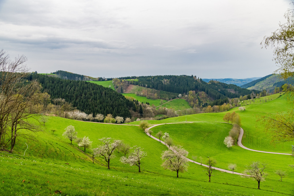 Blühende Obstbäume | Blühende Obstbäume auf dem Bisle im Oberbüchern - Realisiert mit Pictrs.com