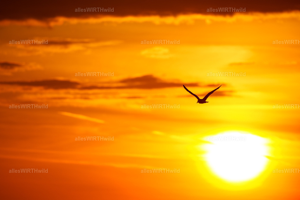 allesWIRTHgut Tierfotografie - www.allesWIRTHwild.de - 7IV03719 | Entdecke die faszinierende Welt der Natur- und Wildlife-Fotografie von Daniel und Bärbel. Inspirierende Bilder von wilden Tieren und kleinen Naturwundern.