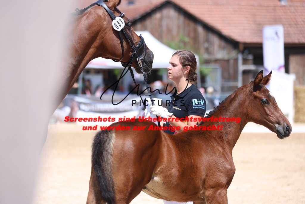 Fohlenschau_Schwäbisch_Hall_springbetonte_Fohlen_KN 31_15 | lmwpictures - Realisiert mit Pictrs.com