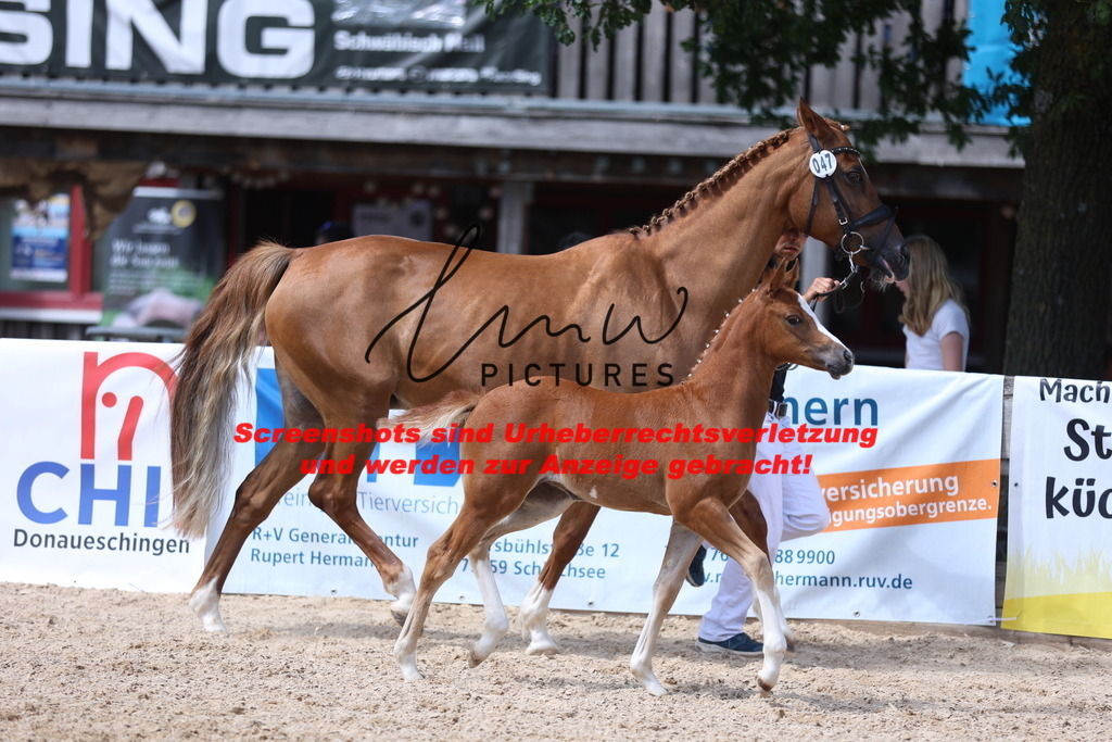 Fohlenschau_Schwäbisch_Hall_Ponys_KN 47_7 | lmwpictures - Realisiert mit Pictrs.com