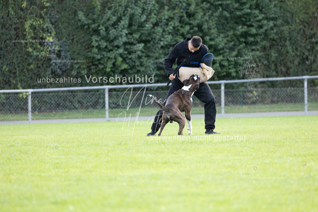 _16A6521 | Einzigartige Fotos von Hunden & Menschen –Actionfotos, Portraits, Vereinsaufnahmen & Paarshootings – authentisch, lebendig & mit Herz.