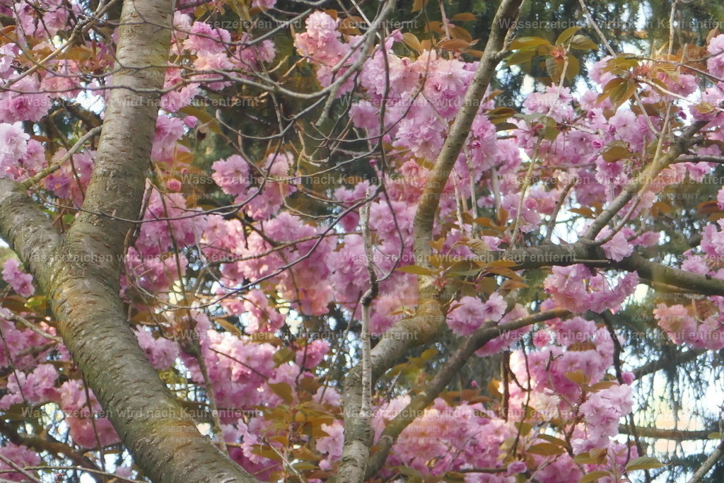 P1100865 | Fotoseite Wolkenblende - Das Hobby fotografieren begleitet mich schon  viele  Jahre. Auf den nächsten Seiten zeige ich ein paar Schnappschüsse der letzten Jahre und es kommen immer neue hinzu. Schau einfach mal rein. - Realisiert mit Pictrs.com