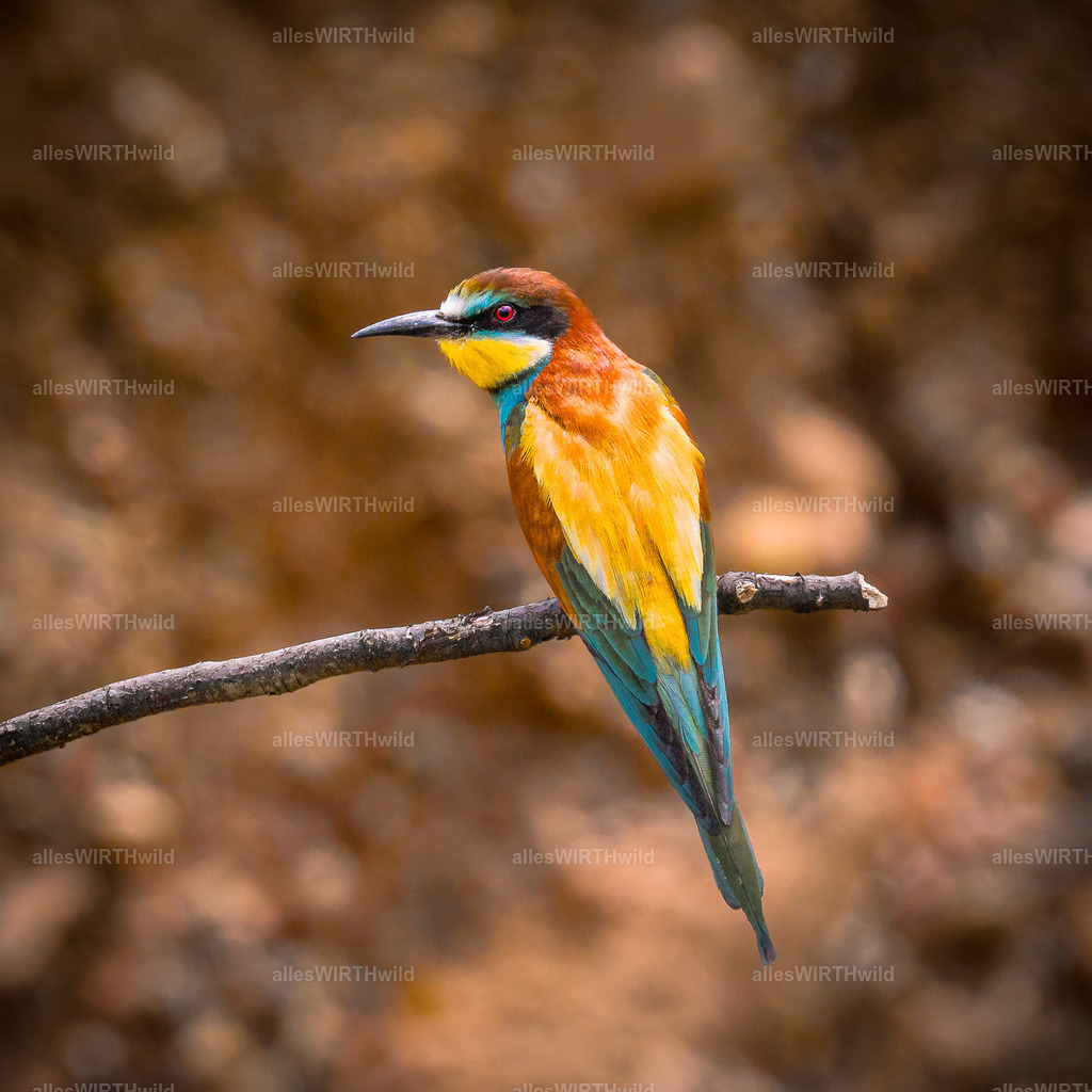Daniel Wirth - www.allesWIRTHwild.de -_AWG8022 | Entdecke die faszinierende Welt der Natur- und Wildlife-Fotografie von Daniel und Bärbel. Inspirierende Bilder von wilden Tieren und kleinen Naturwundern.