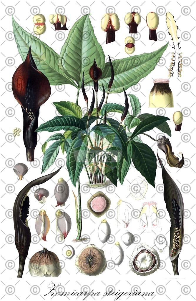 HistAbb_wfo-0001068882_1_ENZY_Simple | Historische Abbildung von Zomicarpa steigeriana - Araceae | Historical Illustration of Zomicarpa steigeriana - Araceae