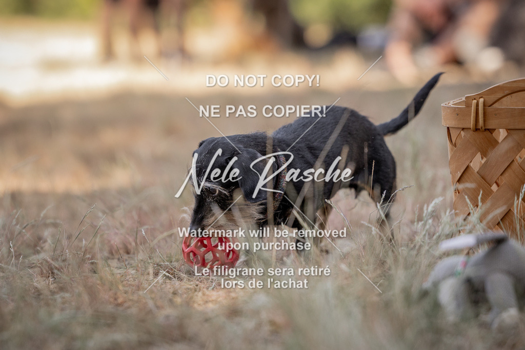 nelerasche_soDD2_14 | nelerasche