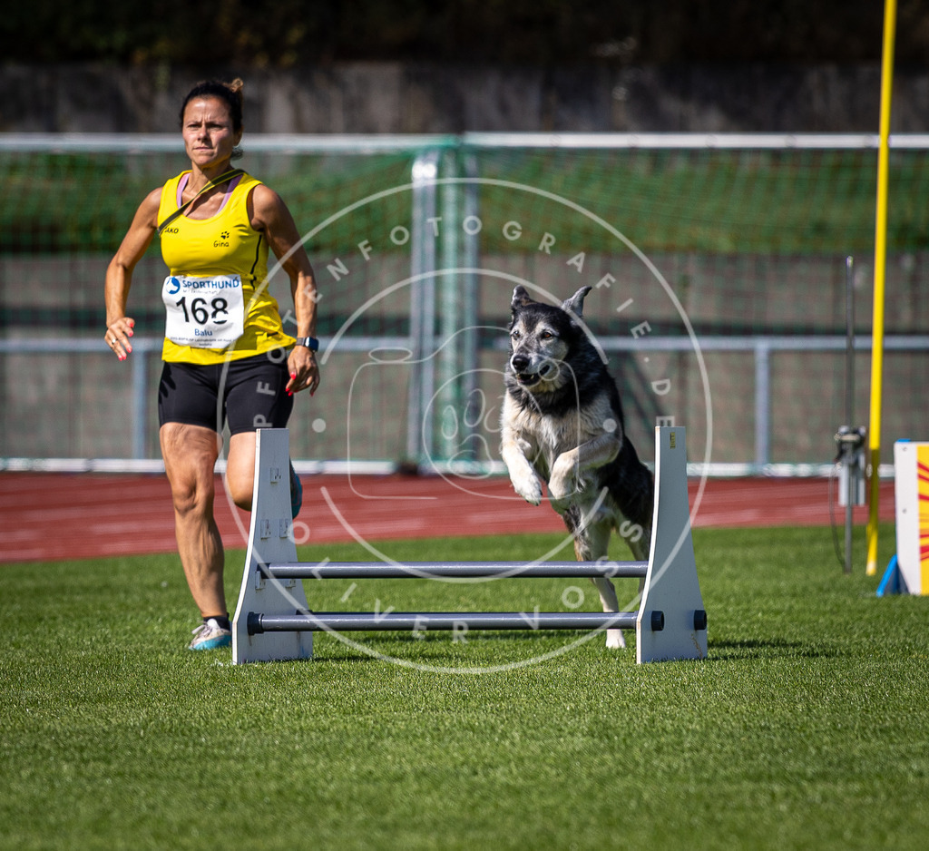 Pfotenfotografie_DV3A9822 | Hundefotografie, Tierfotograf, Pfotenfotografie, Fotoshooting Hund, Hunde Portrait, Hundesport, Hundeportraits, Heideshooting, Hunde, Sportfotograf, Hundefotograf, Turnierhundsport, THS,  - Realisiert mit Pictrs.com
