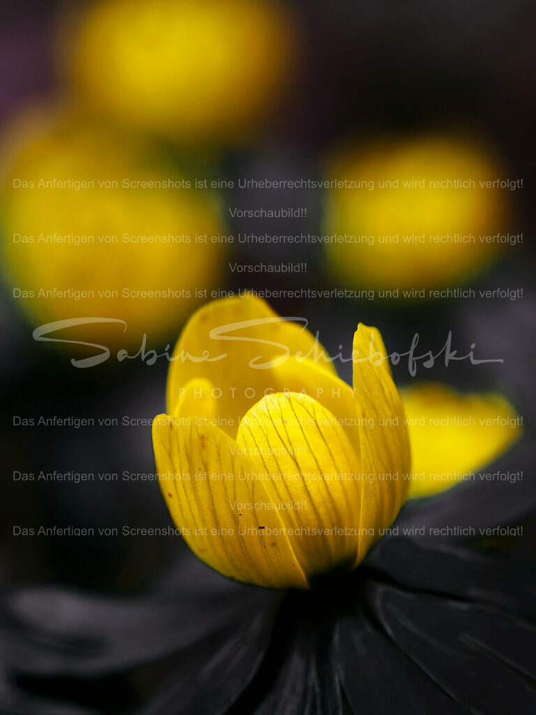 Wandbild Winterlinge | People- und Tierfotografie, Imageaufnahmen, Veranstaltungsfotografie und Wandbilder aus der Natur ★ Made in Germany ✔️ Druck + Downloads ✔️ Naturfotografie in Top Qualität ★ schneller Versand, weltweite Lieferung! - Realisiert mit Pictrs.com