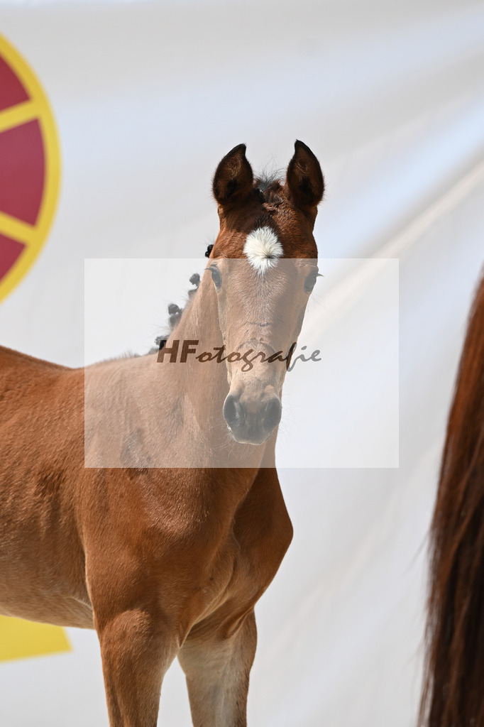Cardento x Heartbreaker_SF_Wagner_12250839 | hf-fotografie - Realisiert mit Pictrs.com