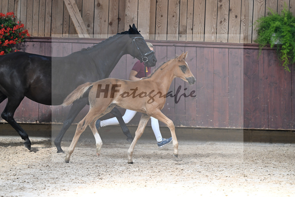 Kat-Nr. 25 Bon Esprit x Millennium_SF_Gebler_25250490 | hf-fotografie - Realisiert mit Pictrs.com