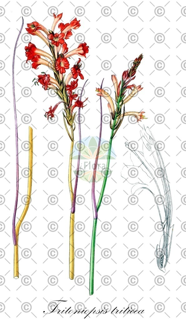 HistAbb_wfo-0000746214_2_ENZY_Simple | Historische Abbildung von Tritoniopsis triticea - Iridaceae | Historical Illustration of Tritoniopsis triticea - Iridaceae