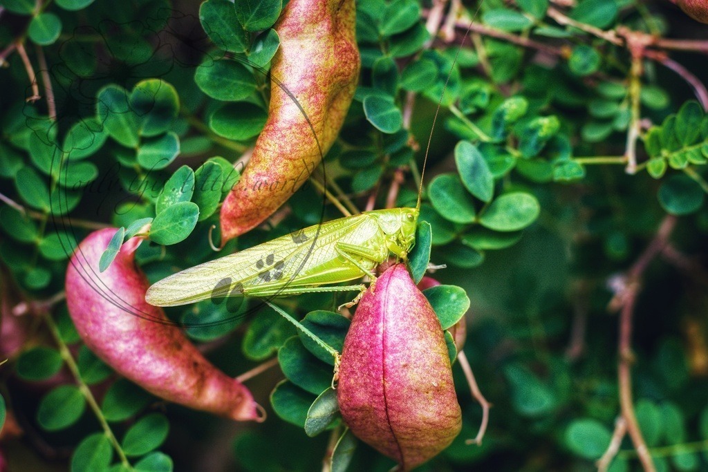 IMG_4126-01 | only.this.little.world - Realisiert mit Pictrs.com