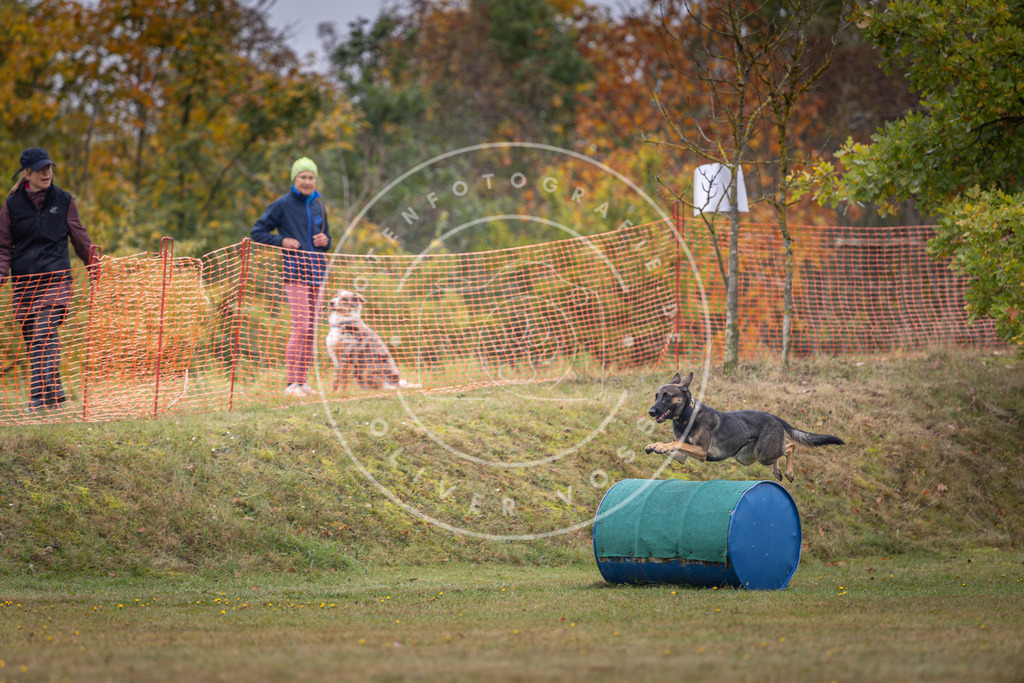 Pfotenfotografie_DV3A1326 | Hundefotografie, Tierfotograf, Pfotenfotografie, Fotoshooting Hund, Hunde Portrait, Hundesport, Hundeportraits, Heideshooting, Hunde, Sportfotograf, Hundefotograf, Turnierhundsport, THS,  - Realisiert mit Pictrs.com
