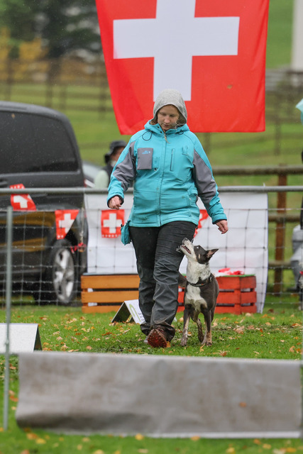 2025_Rally_Obedience_SM-244 | Ich fotografiere Hundeausstellungen, Sportanlässe, Zuchtstätten, Hundezucht, Hundeportrait, Lagotto - Realisiert mit Pictrs.com