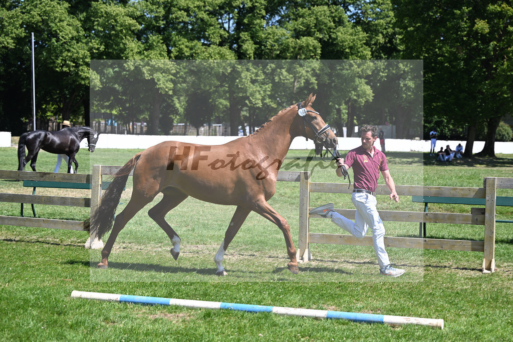 Kat-Nr. 43 Bonjour la Rouge K v. Dynamic Dream_Silvestre_19250827 | hf-fotografie - Realizzato con Pictrs.com