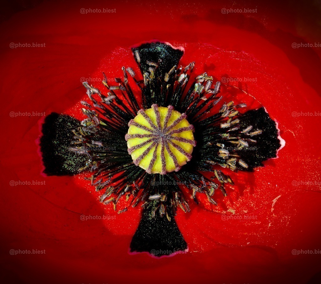 Mohnkreuz | Eine Mohnblüte von oben. - Realisiert mit Pictrs.com