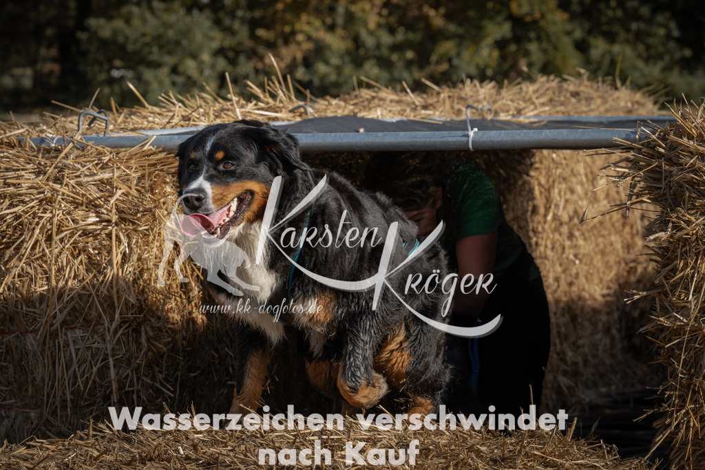 1055_ZZ99605 | kk-dogfotos