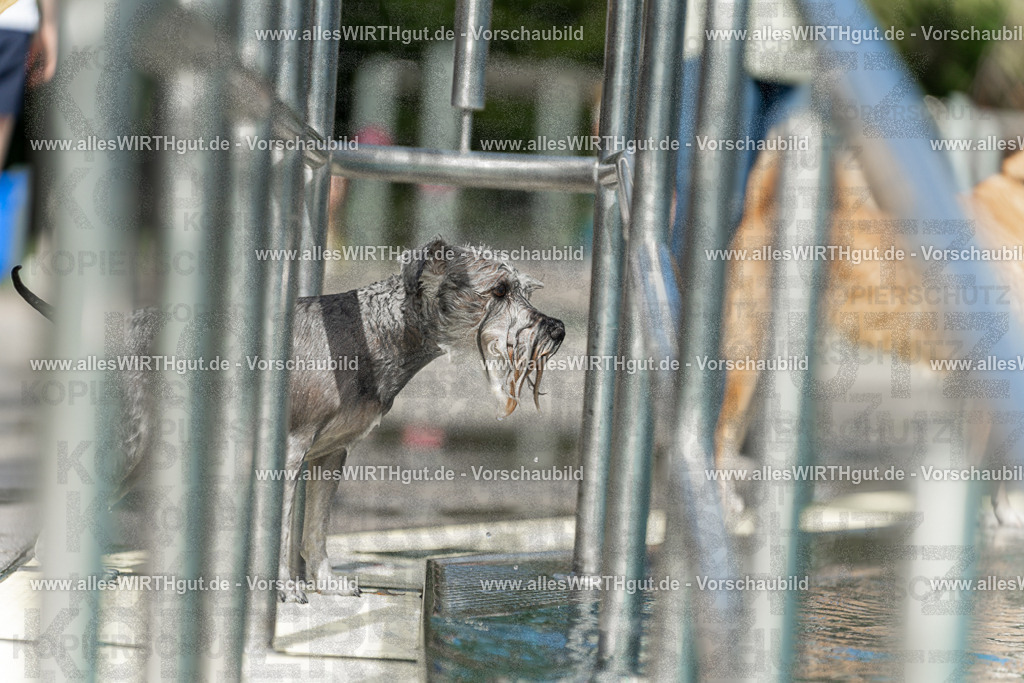 Hundeschwimmen_Volksbad_2026-allesWIRTHgut_Tierfotografie-2609061518-7R501409 | Professionelle Tierfotografie in Mönchengladbach von Daniel Wirth (allesWIRTHgut). Liebevolle & natürliche Bilder von Hunden & Katzen für unvergessliche Erinnerungen.