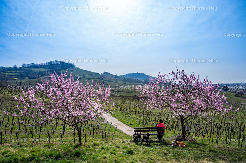mandelbluete-bergstrasse-weinberge-bensheim-heppenheim-fruehling-Ruhebank-Fotografie-Thomas-Neu-10 | Die Mandelblüte an der Hessischen Bergstraße gehört zu den schönsten Frühlingsmomenten der Region. Ein blühender Mandelbaum steht oberhalb der Weinberge zwischen Bensheim und Heppenheim und bietet einen weiten Blick über die Rebenlandschaft.  Die Kombination aus blühenden Mandelbäumen, Weinbergen und der sanften Landschaft der Bergstraße macht diese Szene zu einem typischen Motiv des Frühlings in Südhessen.,Bild: Thomas Neu