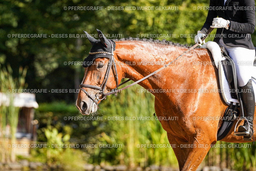 DSC09778 | Pferdegrafie