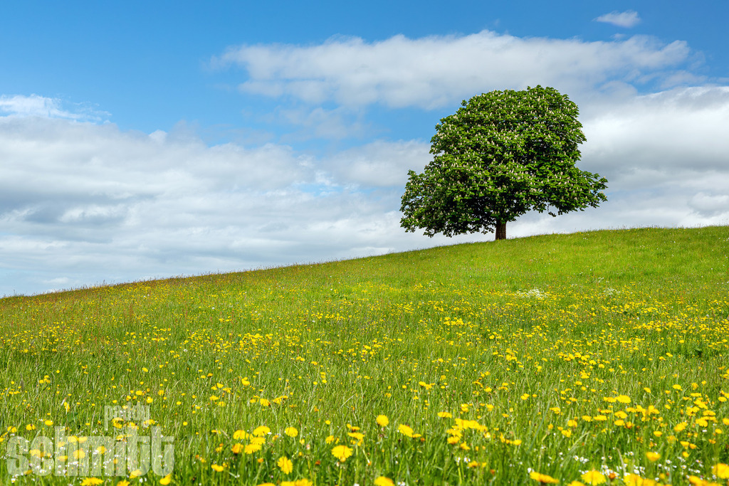 PS-Natur-2026-56 | Entdecke die größte Bildgalerie der Region mit Fotografien aus dem Allgäu, der Bodenseeregion, Oberschwaben, dem Donautal und der Schwäbischen Alb. Landschaften, Luftaufnahmen und Reisefotografie als Wandbild und Fotokunst. - Realisiert mit Pictrs.com