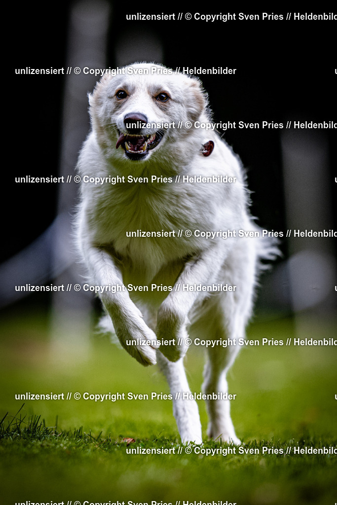 Sven Pries | 2025-10-03 - Hunderennen Obergrombach - Realisiert mit Pictrs.com