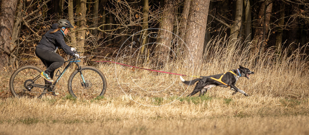 DV3A4384 | Hundefotografie, Tierfotograf, Pfotenfotografie, Fotoshooting Hund, Hunde Portrait, Hundesport, Hundeportraits, Heideshooting, Hunde, Sportfotograf, Hundefotograf, Turnierhundsport, THS,  - Realisiert mit Pictrs.com