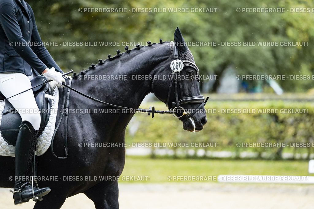 DSC00216 | Pferdegrafie