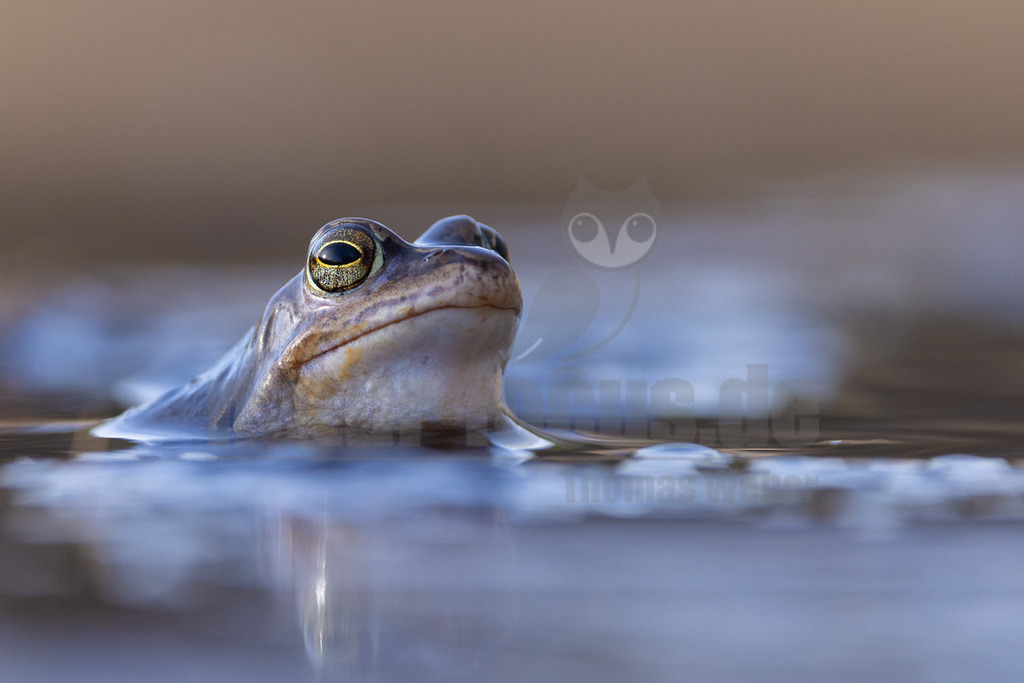 R5NF2578-20230316 | Der Moorfrosch gehört innerhalb der Ordnung der Froschlurche zur Familie der Echten Frösche und ebenso zur Gattung der Echten Frösche. Außerdem fasst man ihn nach Aussehen und Lebensweise mit anderen Arten zu den sogenannten Braunfröschen zusammen.  - Realisiert mit Pictrs.com