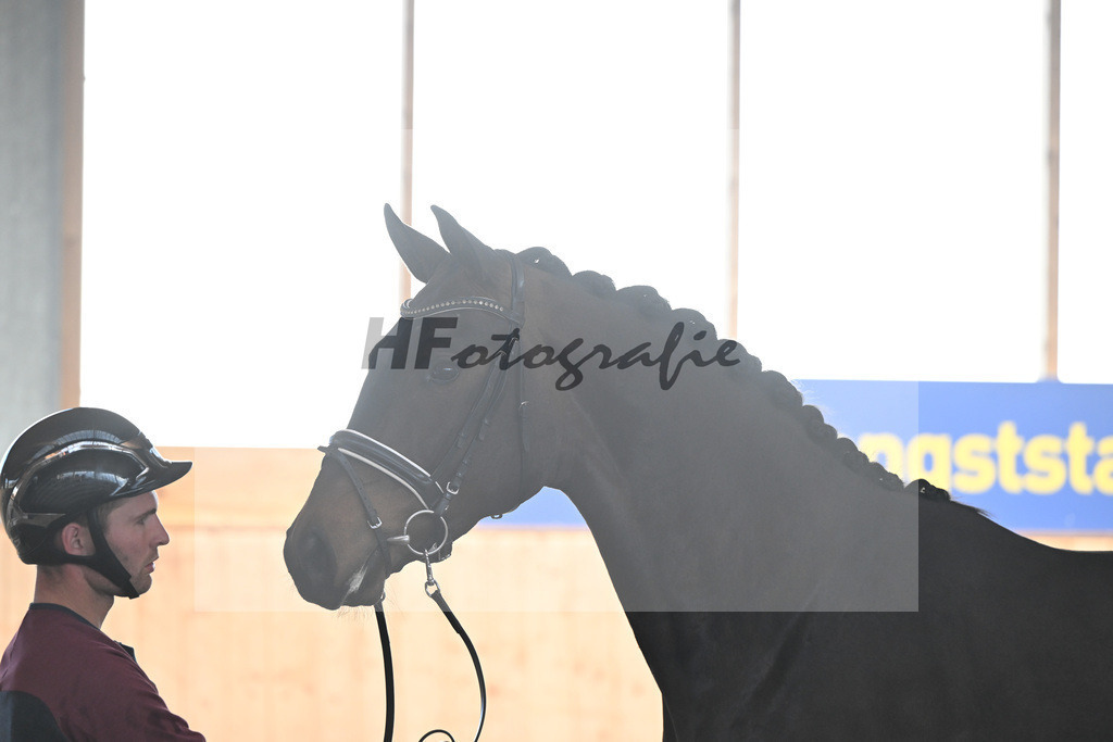 Kat-Nr. 79 Fidelia v. Fynch Hatton_Rainer_5251940 | hf-fotografie - Realizzato con Pictrs.com