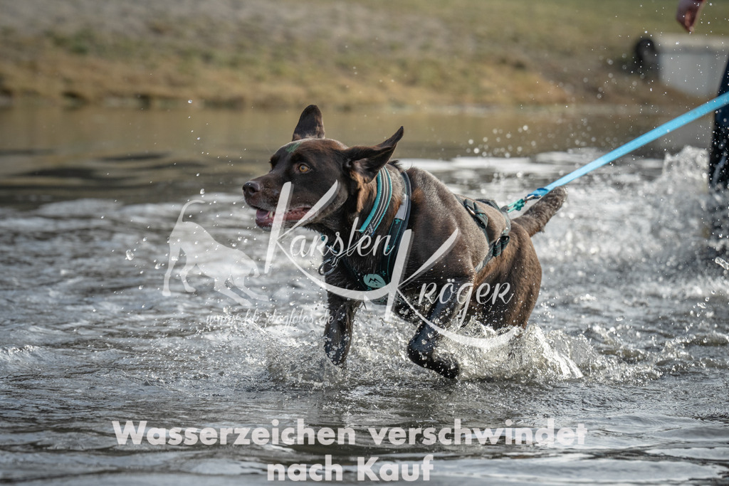 1010_ZZ96101 | kk-dogfotos