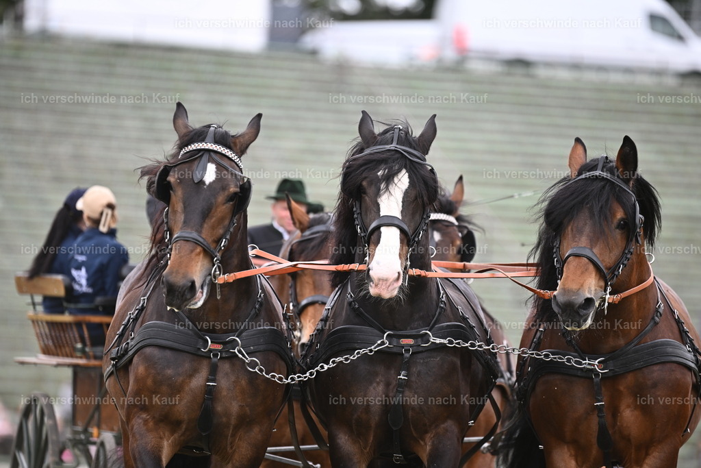 PI26_Show_Sara_Landvogt_226_1351.JPG | working equitationturnier fotograf videograf stoibphotography marixx film working equitation deutschland reitsport turnierfotografie eventfotografie equestrian events