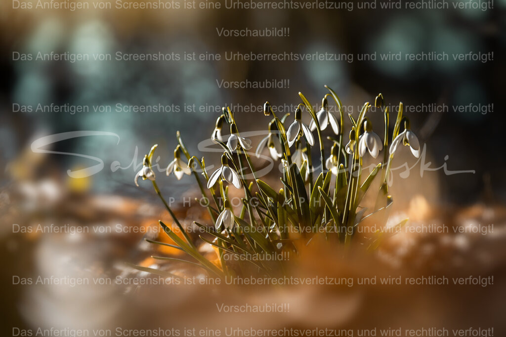 Ein Hauch von Neubeginn | Dieses stimmungsvolle Naturmotiv zeigt zarte Schneeglöckchen im warmen, goldenen Licht des späten Tages. Das weiche Bokeh und die harmonischen Naturtöne verleihen dem Bild eine ruhige, elegante Ausstrahlung.Als Wandbild bringt es Leichtigkeit, Wärme und einen Hauch von Frühling in jeden Raum – ideal für Wohnbereiche, Praxisräume oder Büros, in denen eine natürliche und beruhigende Atmosphäre geschaffen werden soll.Ein zeitloses Fine-Art-Naturmotiv für alle, die die leisen Momente der Natur lieben. - Realisiert mit Pictrs.com