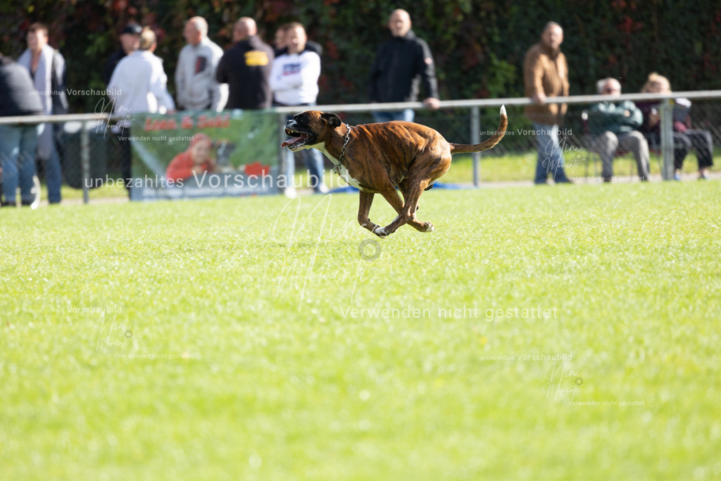 _16A5290 | Einzigartige Fotos von Hunden & Menschen –Actionfotos, Portraits, Vereinsaufnahmen & Paarshootings – authentisch, lebendig & mit Herz.
