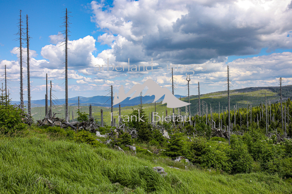 OE7A3914 | Stürme und Borkenkäfer haben dem Wald im Bayerischen und Böhmischen Wald stark zugesetzt. Die Schäden sind gewaltig und unübersehbar. Mehr und mehr breitet sich Jungwuchs und damit neuer Wald in den Höhenlagen aus