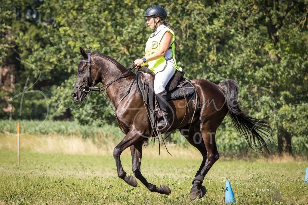 CJP_2026-06-26_222 | Stimmungsvolle Fotografie von Pferden, fotografische Begleitung von Veranstaltungen, Golfturnieren und Distanzritten - Realisiert mit Pictrs.com