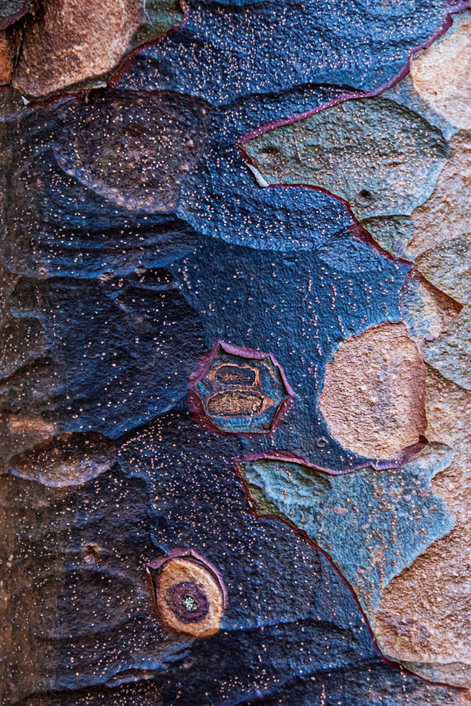 Rinde eines Zimtahorn  | Bestell-Nr. d_2022_10_1467 - Realisiert mit Pictrs.com