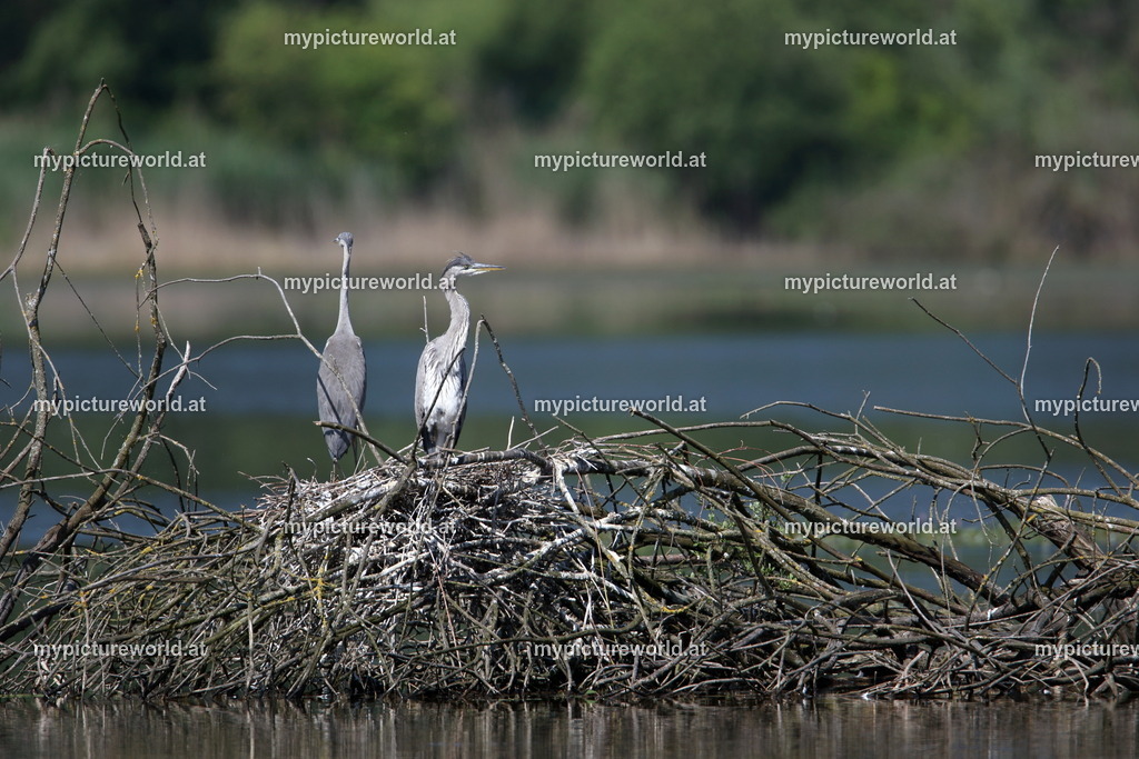 Graureiher-088 | Das Bilderarchiv über Tiere, Planzen und Landschaften. In der Bilddatenbank finden Sie ein große Auswahl an hochwertigen Bilder für Ihre Werbung - Realized with Pictrs.com