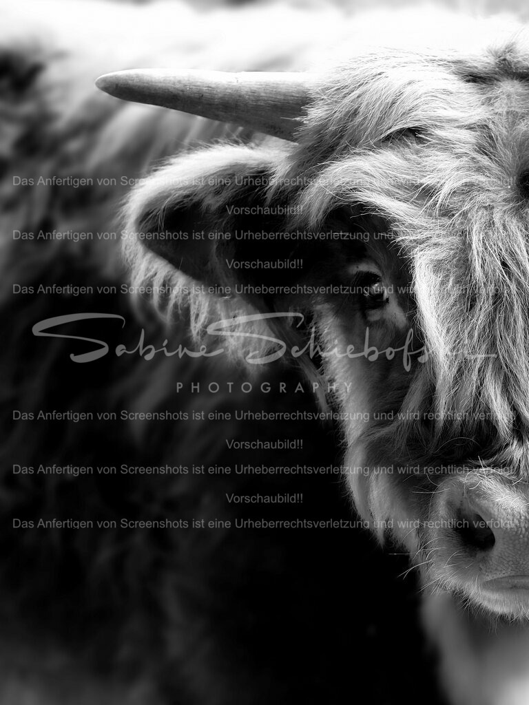 Highlander Kälbchen | People- und Tierfotografie, Imageaufnahmen, Veranstaltungsfotografie und Wandbilder aus der Natur ★ Made in Germany ✔️ Druck + Downloads ✔️ Naturfotografie in Top Qualität ★ schneller Versand, weltweite Lieferung! - Realisiert mit Pictrs.com