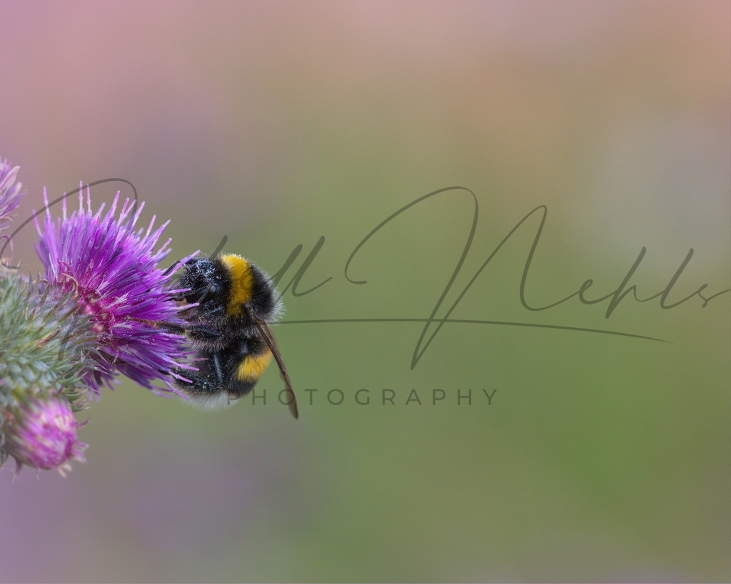 062_Hummel | i-n-photography - Realisiert mit Pictrs.com