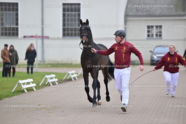 27_Casskeni II - Gipsy King_790_6386 | Björn Schroeder Pferdefotografie