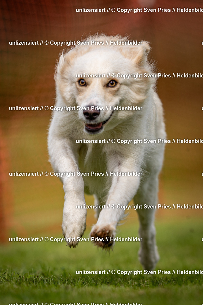 Sven Pries | 2024-09-22 - Hunderennen Baden-BadenPudelverein - Realisiert mit Pictrs.com