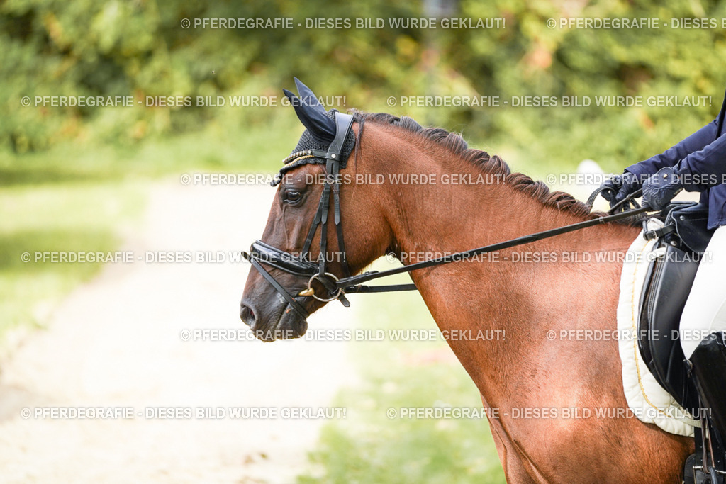 DSC01475 | Pferdegrafie